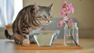 クリクラ水が猫にも大丈夫って本当？安心できる理由を解説 